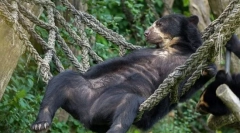 A bear felfedezte az új módját, hogy szórakoztassa és elfoglalt egy függőágyat (videó)